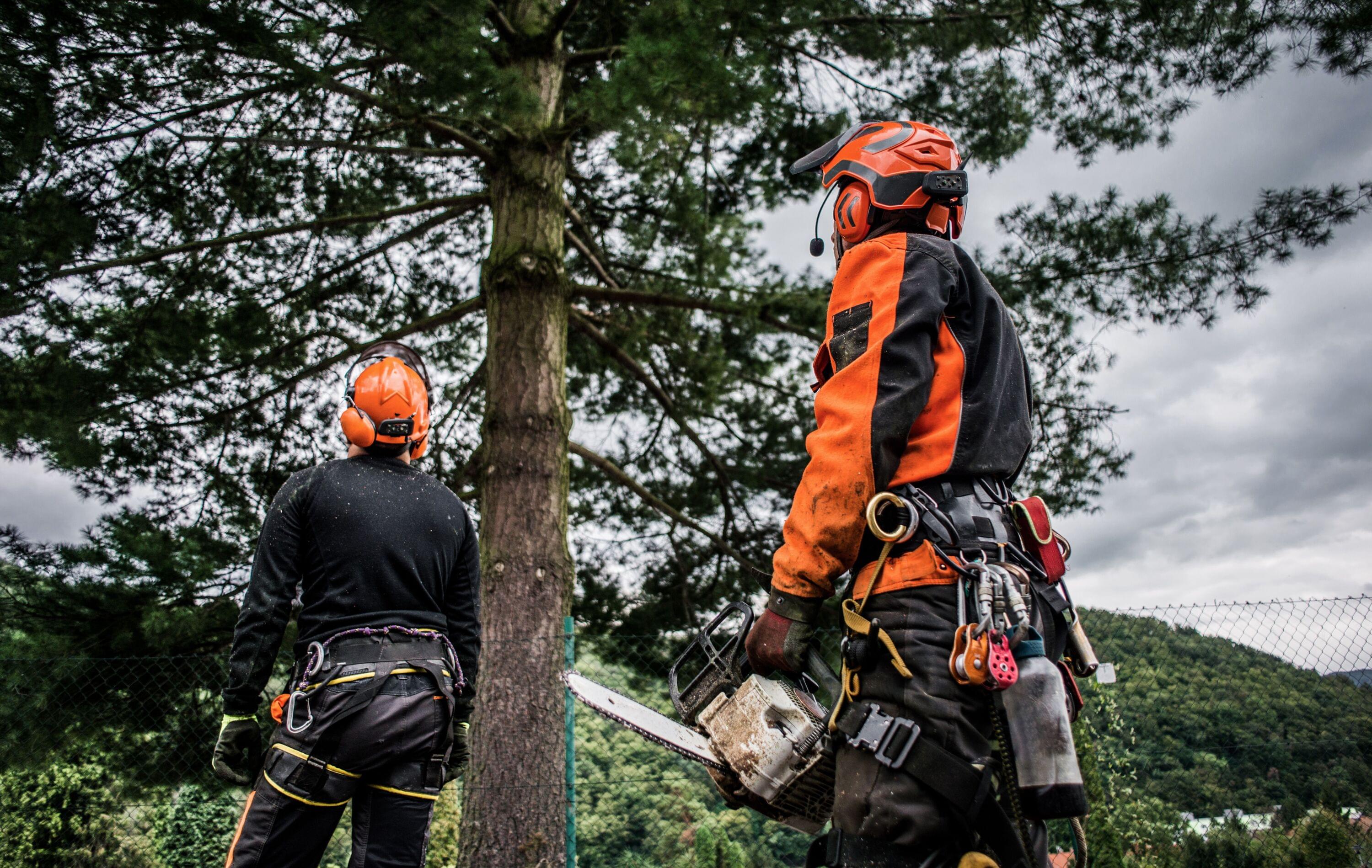 Edmonton Tree Services, tree care and arborists
