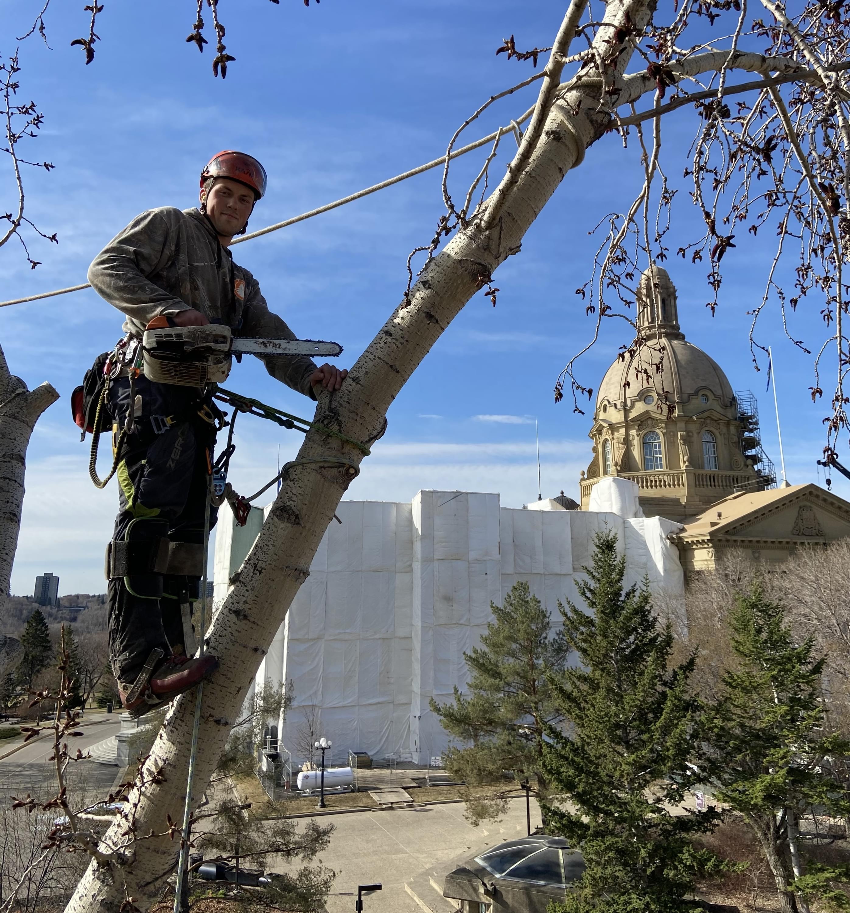 tree removal, tree pruning, tree trimming, arborist, tree care, tree service
